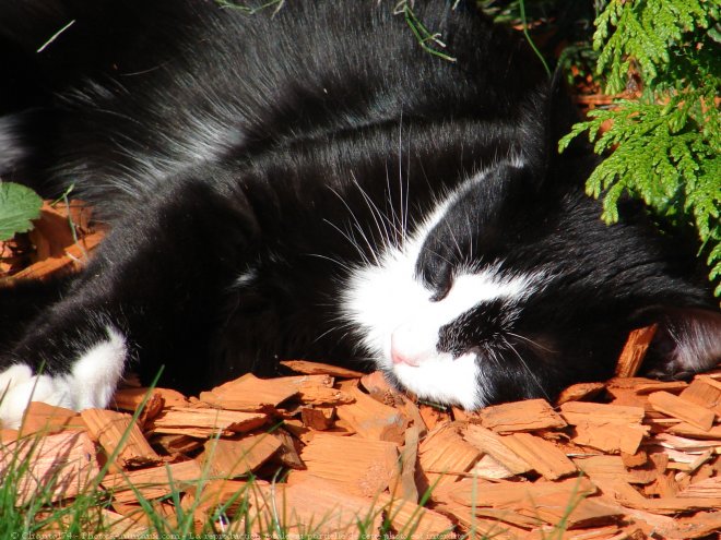 Photo de Chat domestique