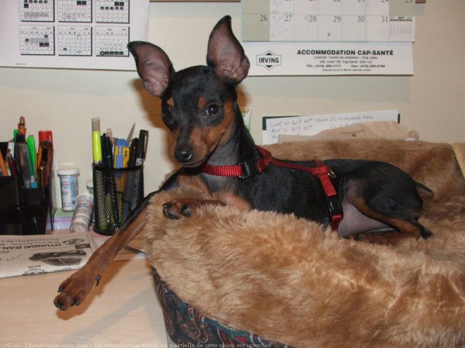 Photo de Pinscher nain