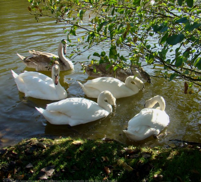 Photo de Cygne