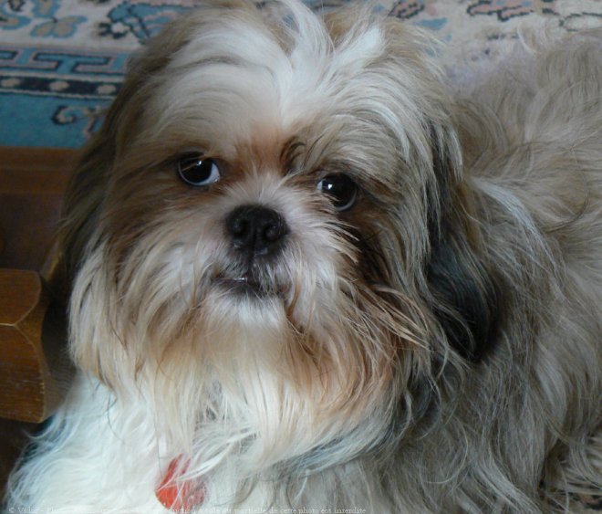 Photo de Shih tzu