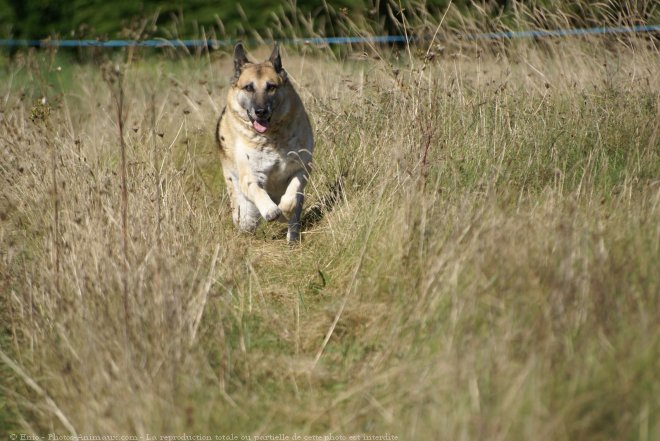 Photo de Berger allemand  poil court