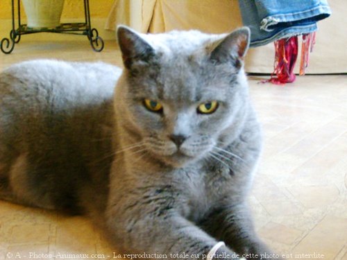 Photo de Chartreux