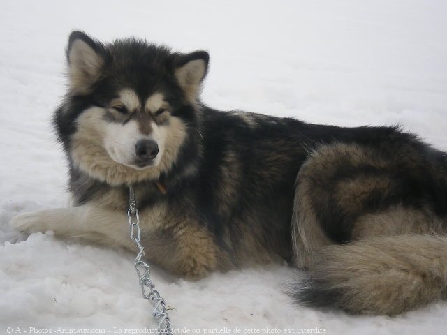 Photo de Malamute de l'alaska