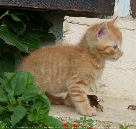 Photo de Chat domestique