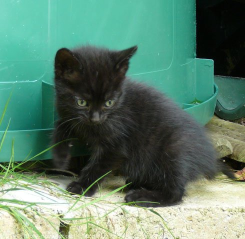 Photo de Chat domestique