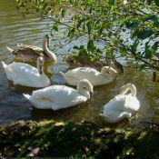 Photo de Cygne