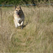 Photo de Berger allemand  poil court