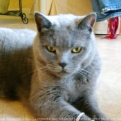 Photo de Chartreux