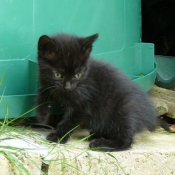 Photo de Chat domestique