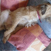 Photo de Border terrier