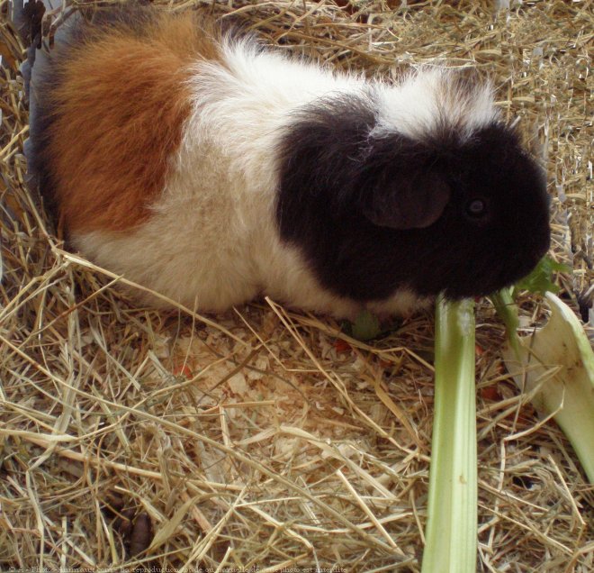 Photo de Cochon d'inde - texel