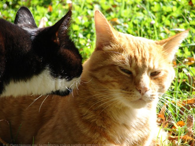 Photo de Chat domestique