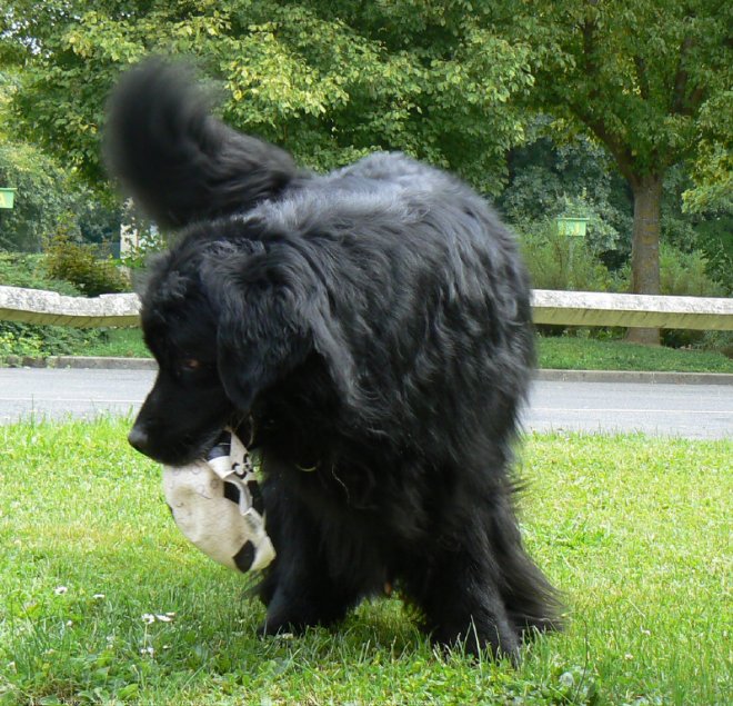 Photo de Chien de terre-neuve