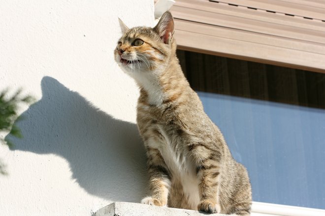 Photo de Chat domestique