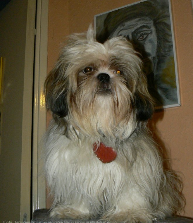 Photo de Shih tzu