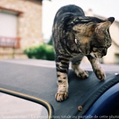 Photo de Chat domestique