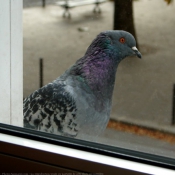 Photo de Pigeon