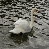 Photo de Cygne