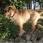 Photo de Border terrier