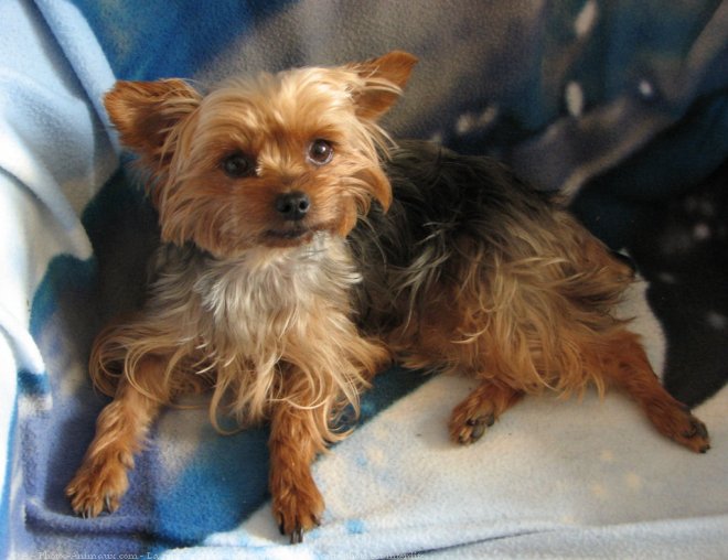 Photo de Yorkshire terrier