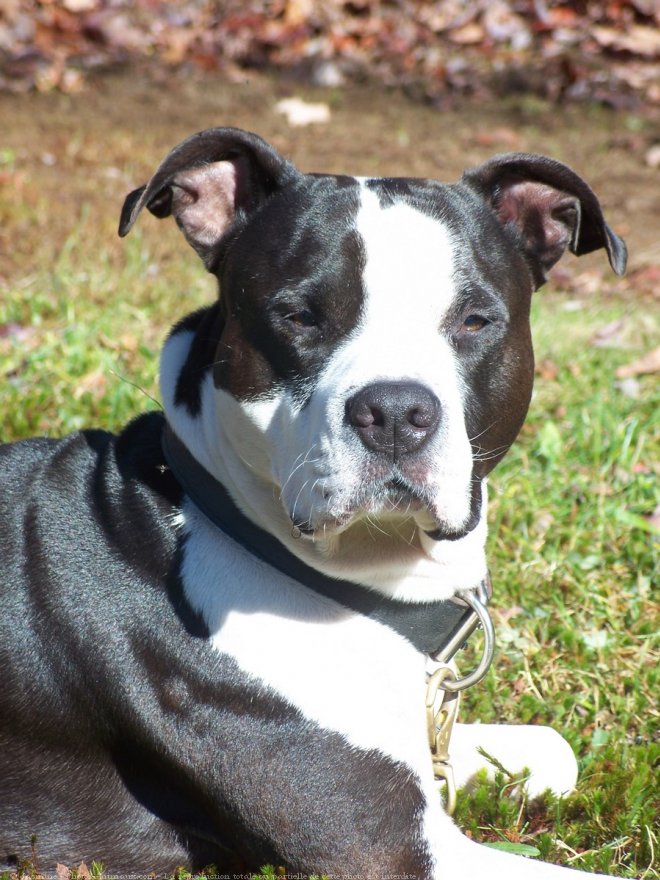 Photo d'American staffordshire terrier