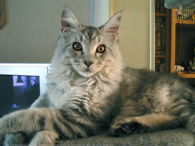 Photo de Maine coon