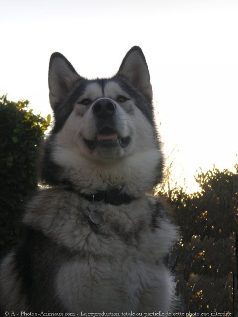 Photo de Malamute de l'alaska