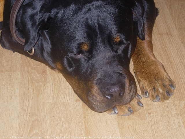 Photo de Rottweiler