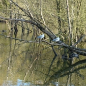 Photo de Mouette