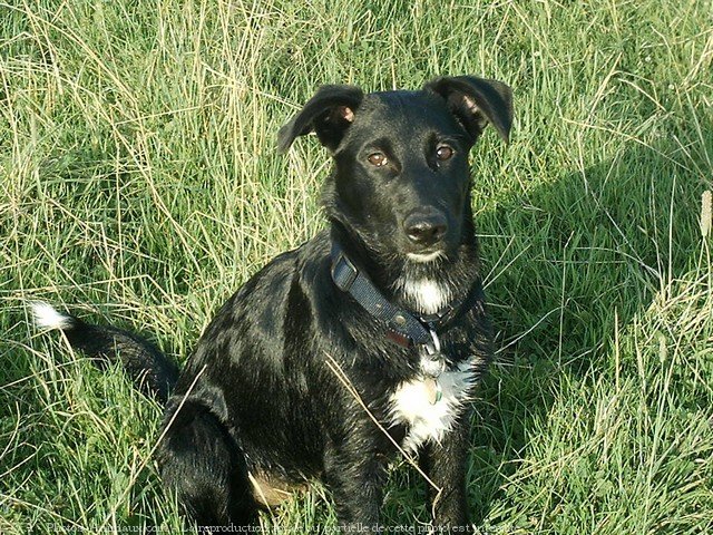 Photo de Border collie