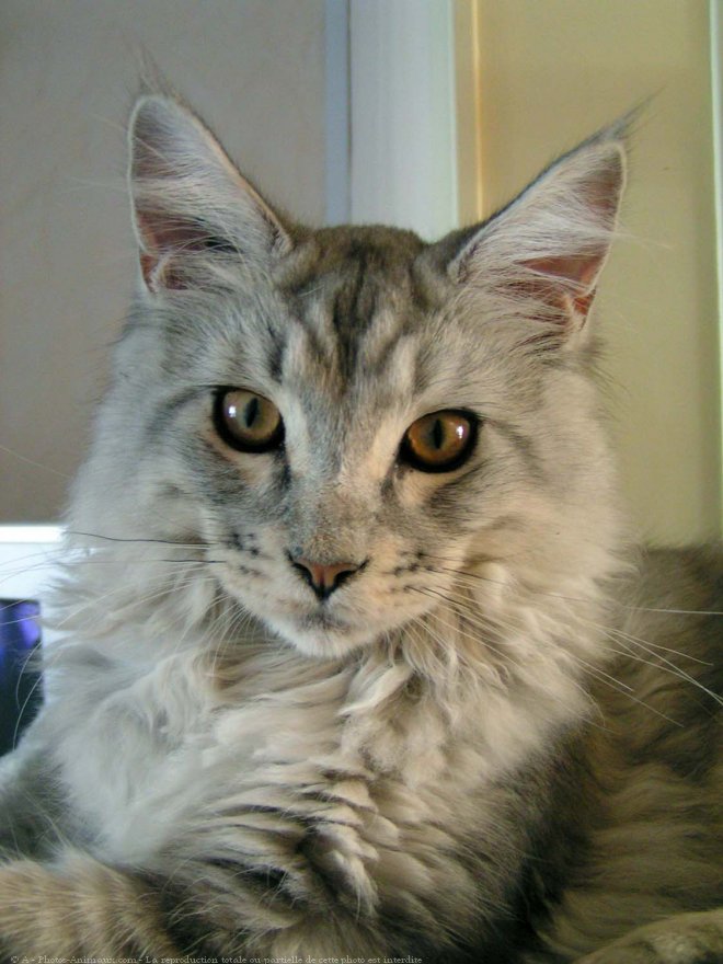 Photo de Maine coon