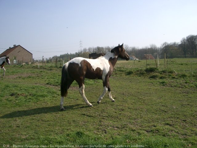 Photo de Paint horse