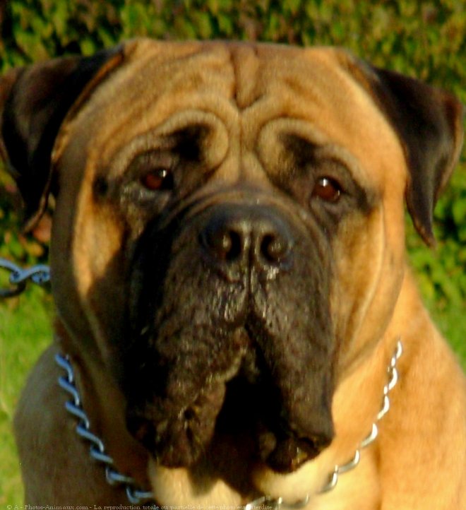 Photo de Bullmastiff