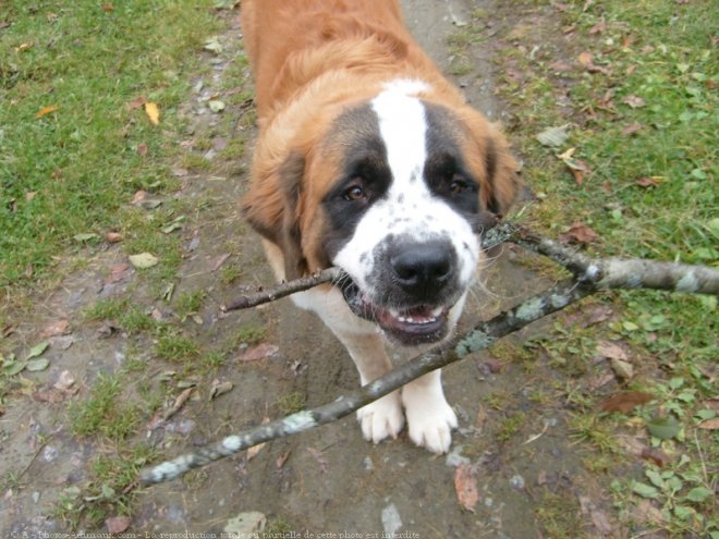 Photo de Saint-bernard poil long