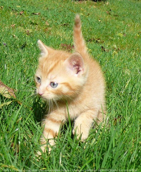 Photo de Chat domestique