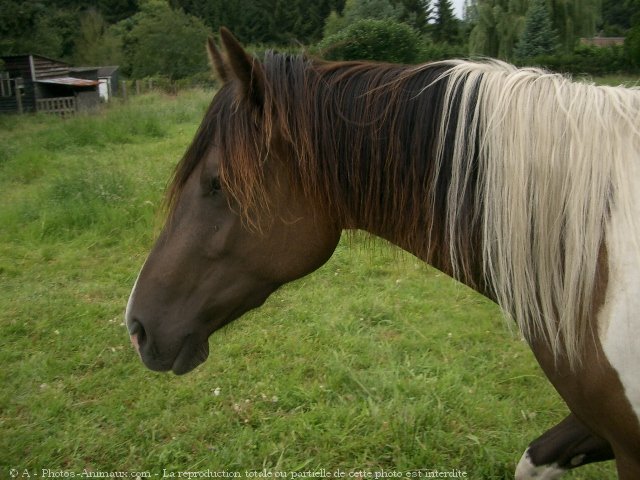 Photo de Paint horse