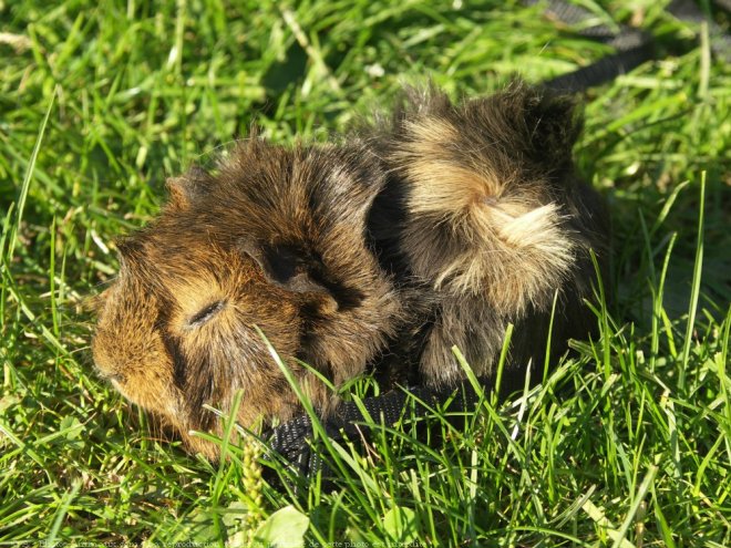 Photo de Cochon d'inde - pruvien