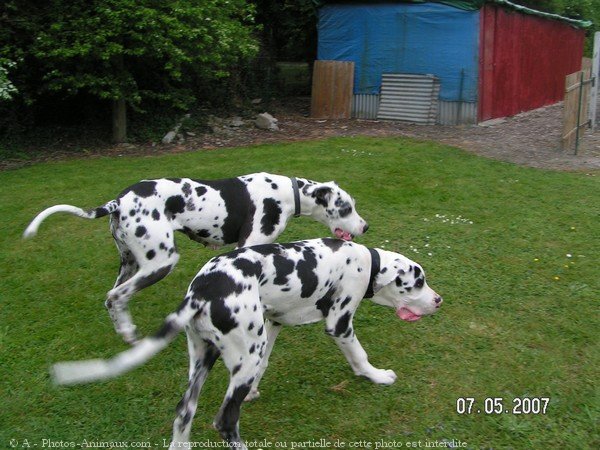 Photo de Dogue allemand