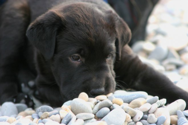 Photo de Labrador retriever