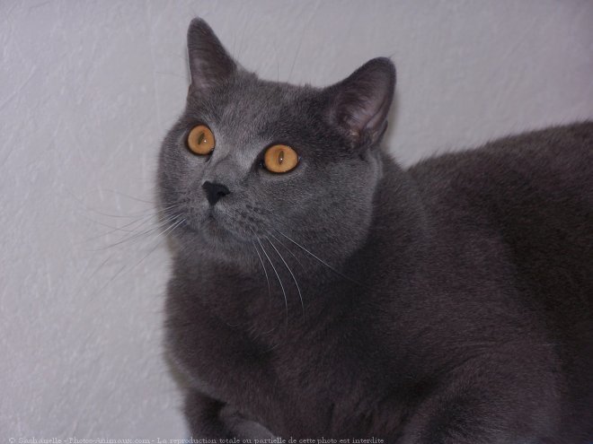 Photo de Chartreux