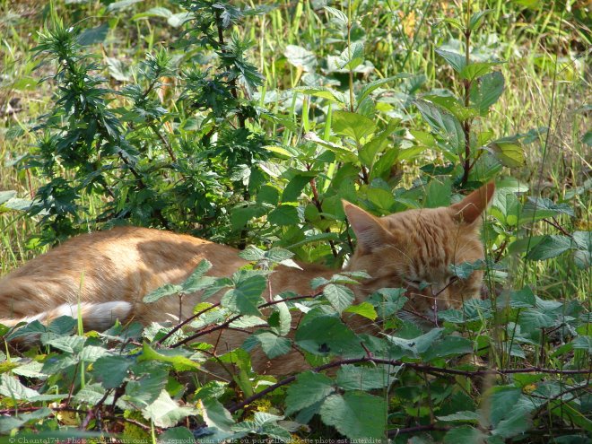 Photo de Chat domestique