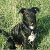 Photo de Border collie