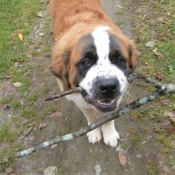 Photo de Saint-bernard poil long