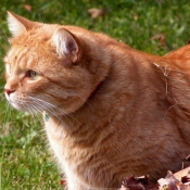 Photo de Chat domestique