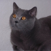 Photo de Chartreux