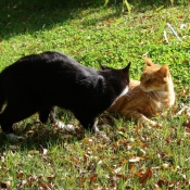 Photo de Chat domestique