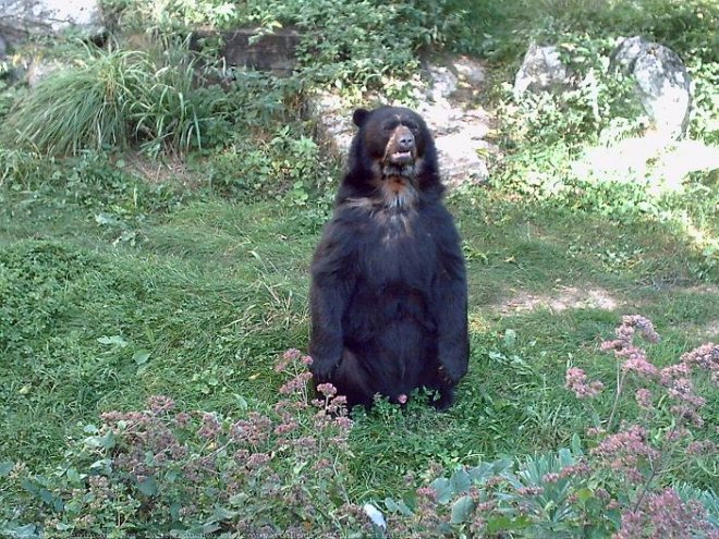 Photo d'Ours