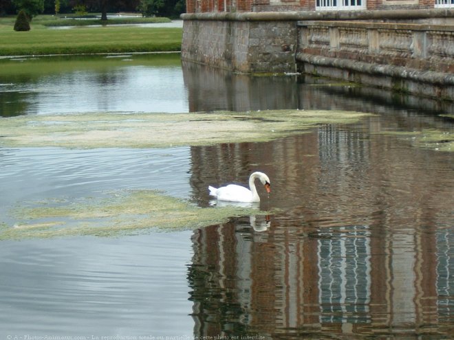 Photo de Cygne