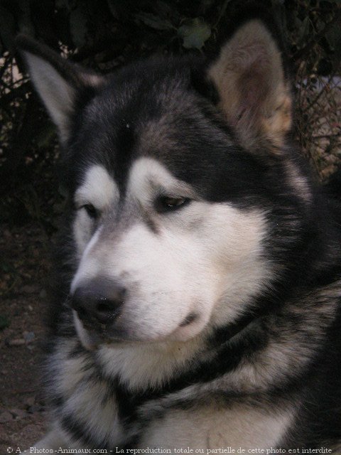 Photo de Malamute de l'alaska