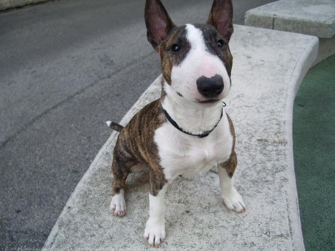 Photo de Bull terrier miniature